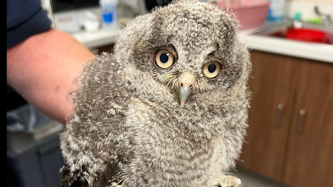 Baby screech owl rescued after it fell out of its nest [Video]