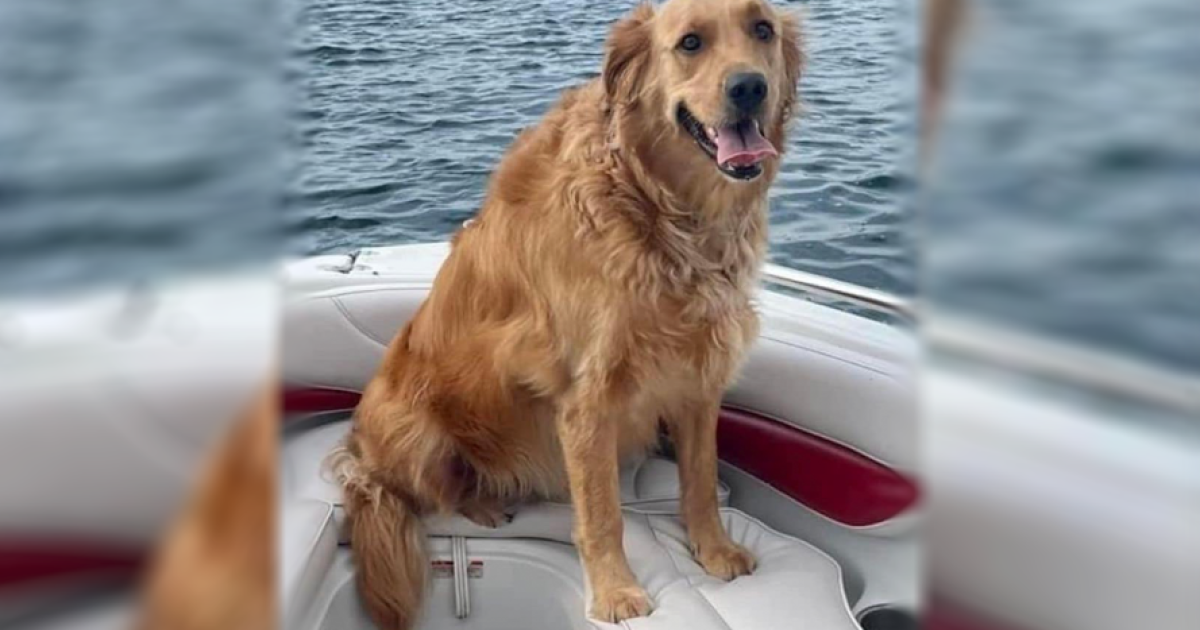 Golden retriever lost after New York tornado found safe miles away from home [Video]