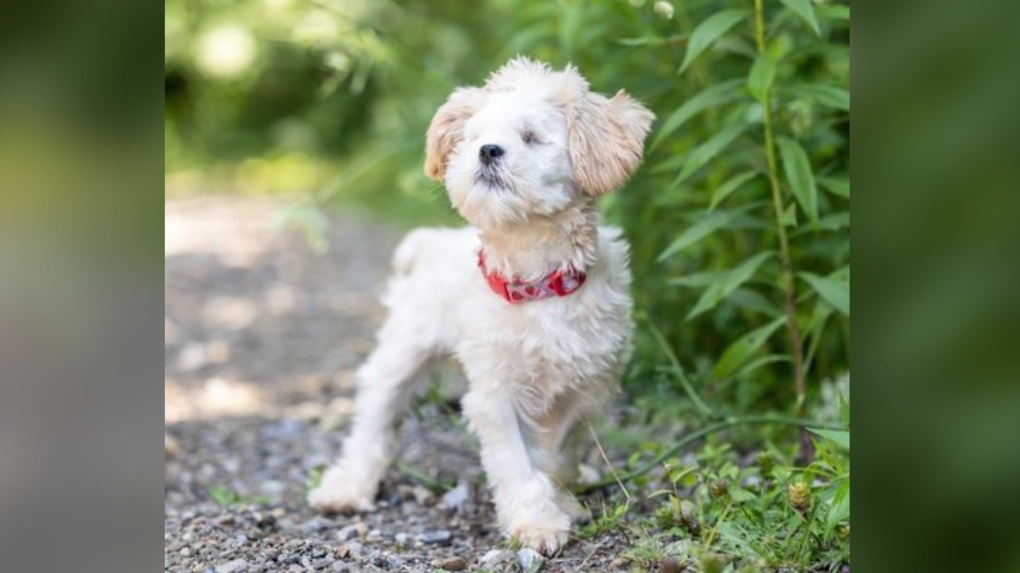 K-W Humane Society takes in blind dog found wandering aimlessly, caked in mud [Video]