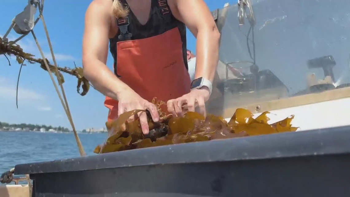 Kelp farming business in Kittery turns seaweed into skincare [Video]