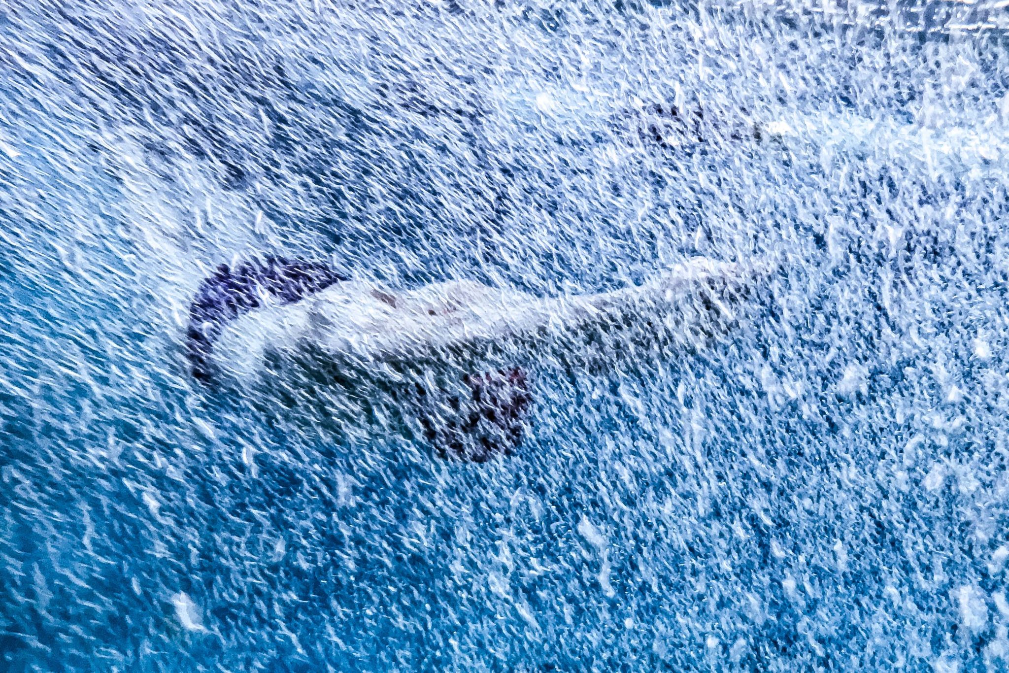 12-Yr-Old Grayson Coulter Of NZL Clocks 1:59.68 LCM 200 Free [Video]