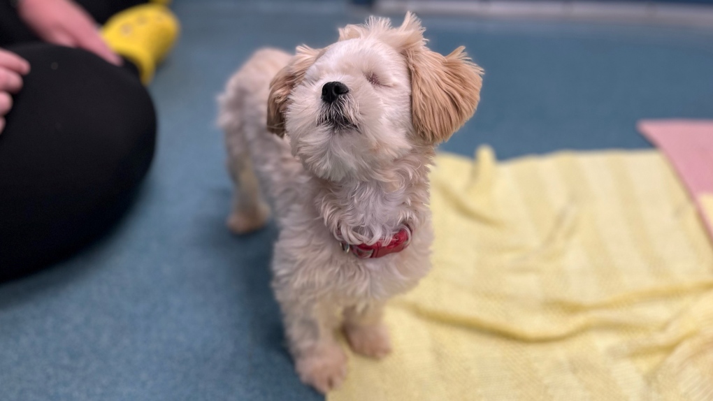 Blind dog up for adoption at K-W Humane Society [Video]