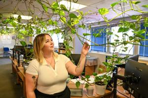 Office plant grows into 300-foot beast after growing for 15 years [Video]