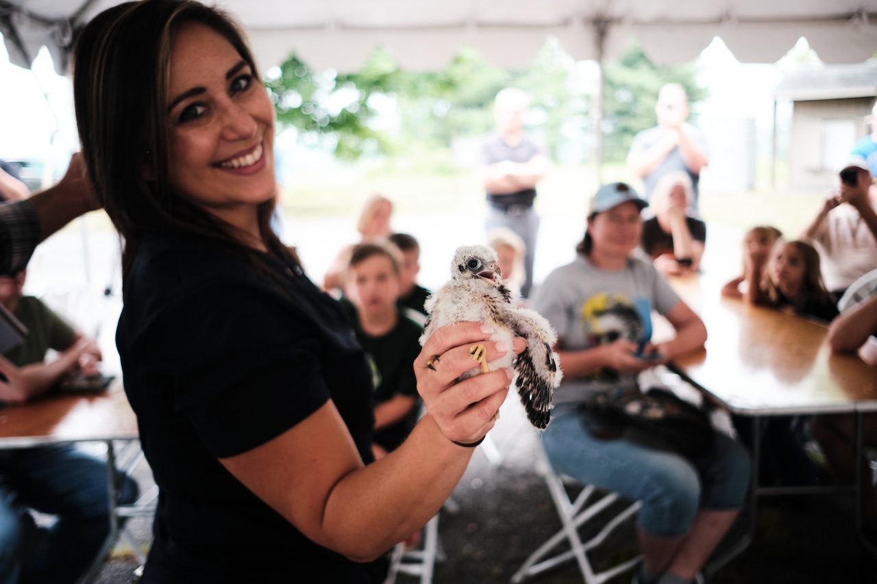 Why this bird of prey in decline is thriving at a Pennsylvania landfill (PHOTOS) [Video]