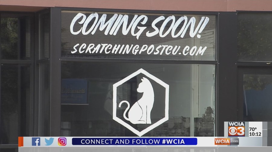 Cat cafe coming to downtown Champaign [Video]