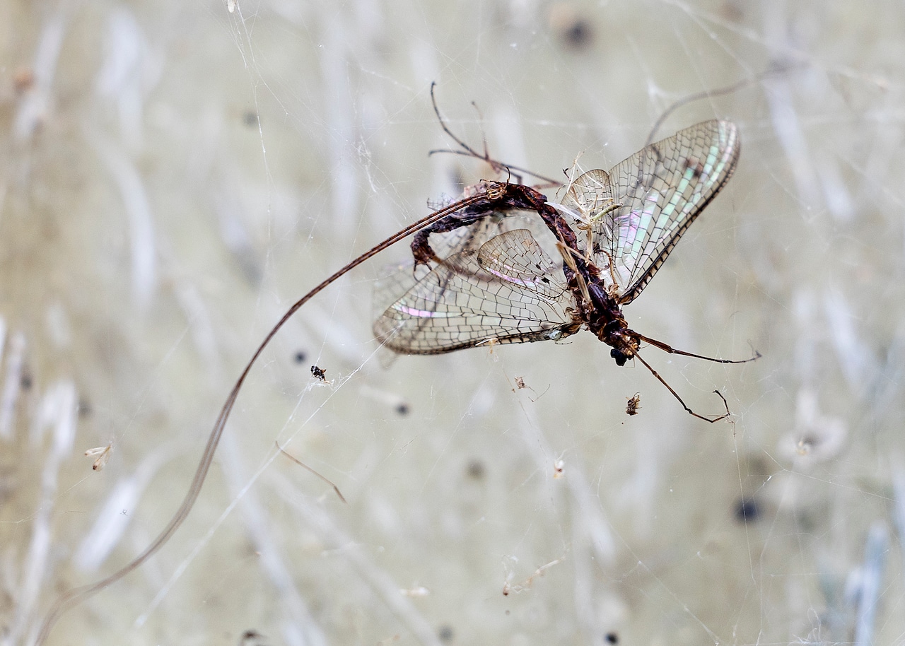 Mayflies swarm Oneida Lake after disappearing for decadeswhy are they back? [Video]
