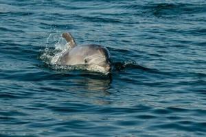 Dolphin cruises help Istanbul treasure its Bosphorus bottlenoses [Video]