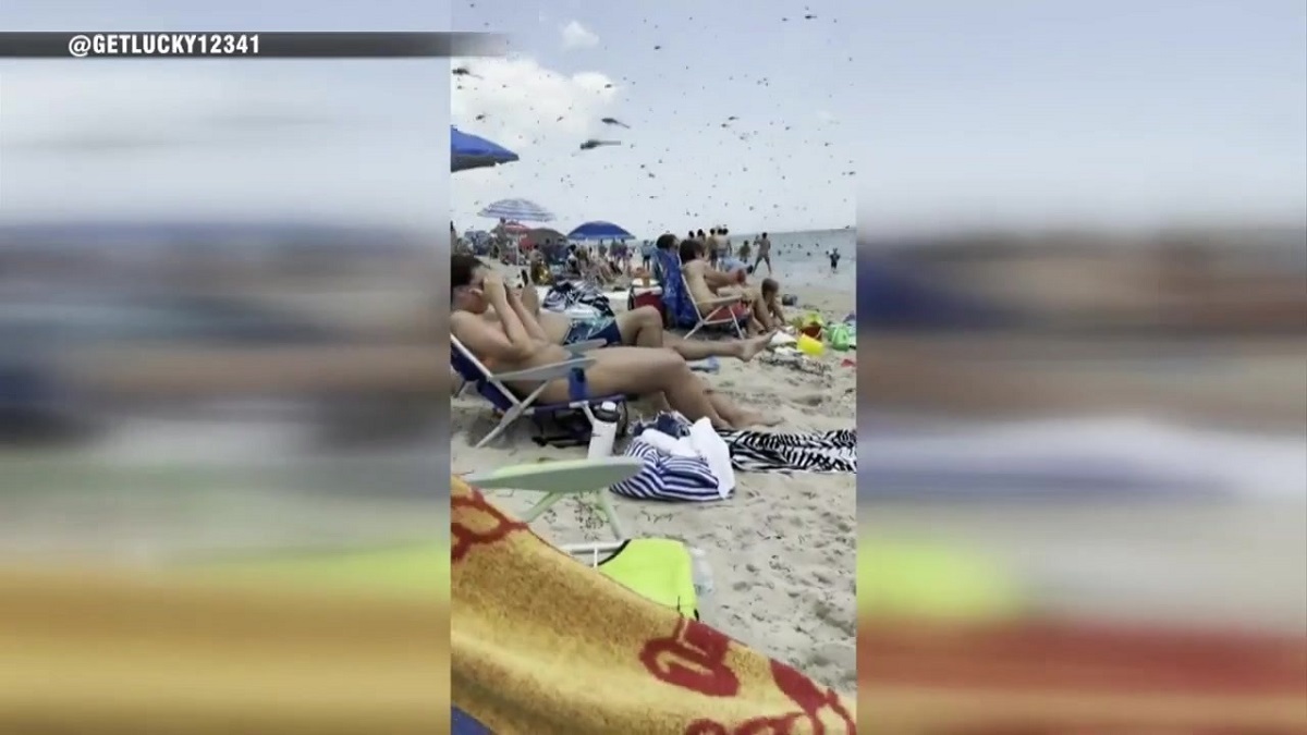 Wildlife expert weighs in after swarm of dragonflies descended on busy RI beach – Boston News, Weather, Sports [Video]