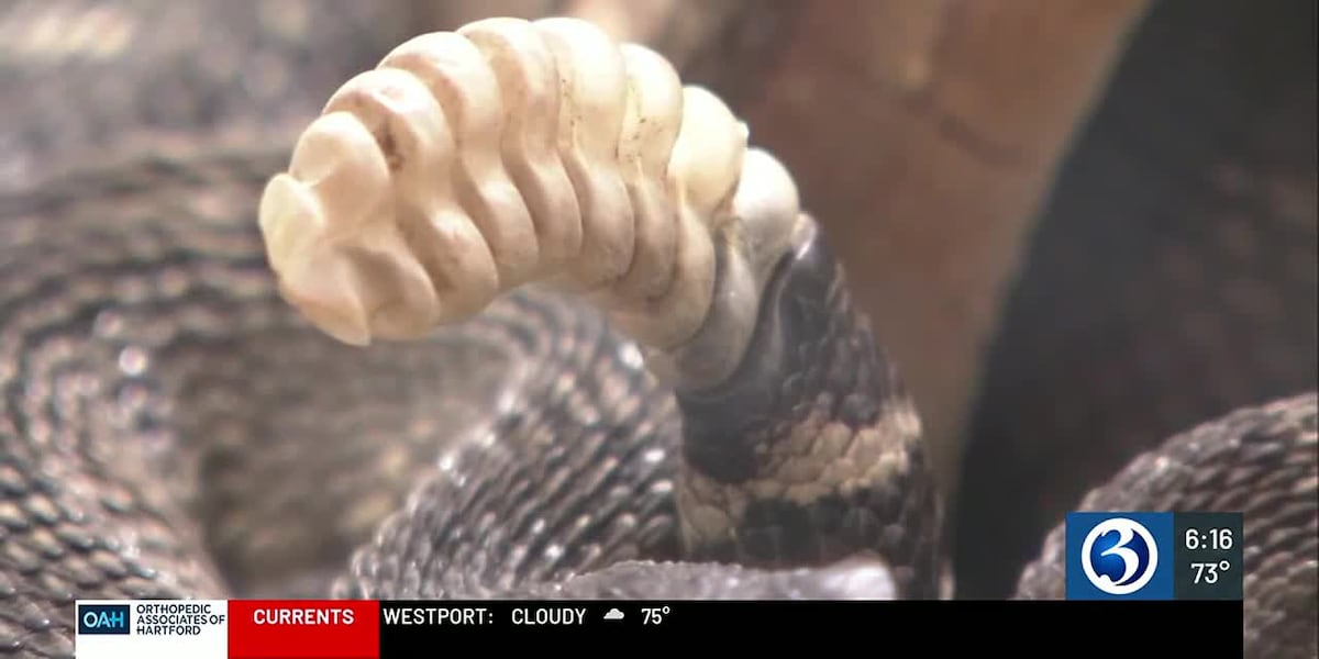 Torrington man lands in hospital after being bitten by a rattlesnake [Video]