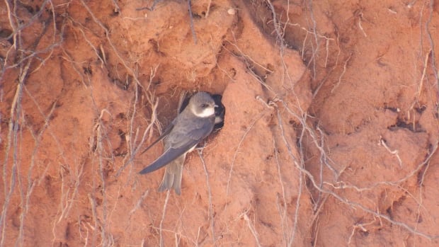 Parks Canada is listening to bank swallows at night to help boost the birds’ population [Video]