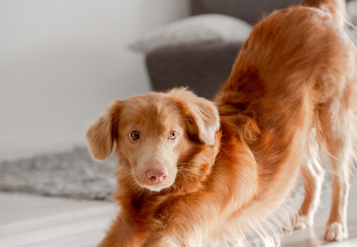 Internet Obsessed With Dog’s Dramatic Morning Stretch: ‘Namaste’ [Video]