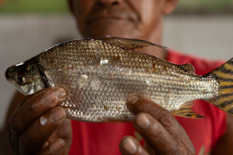 Hydropower plants disrupt fishers lives in Amazons most biodiverse river basin [Video]