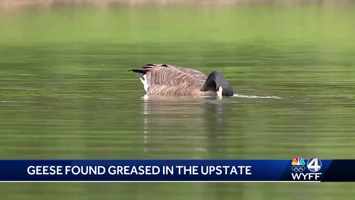 1 goose dead after several found greased [Video]