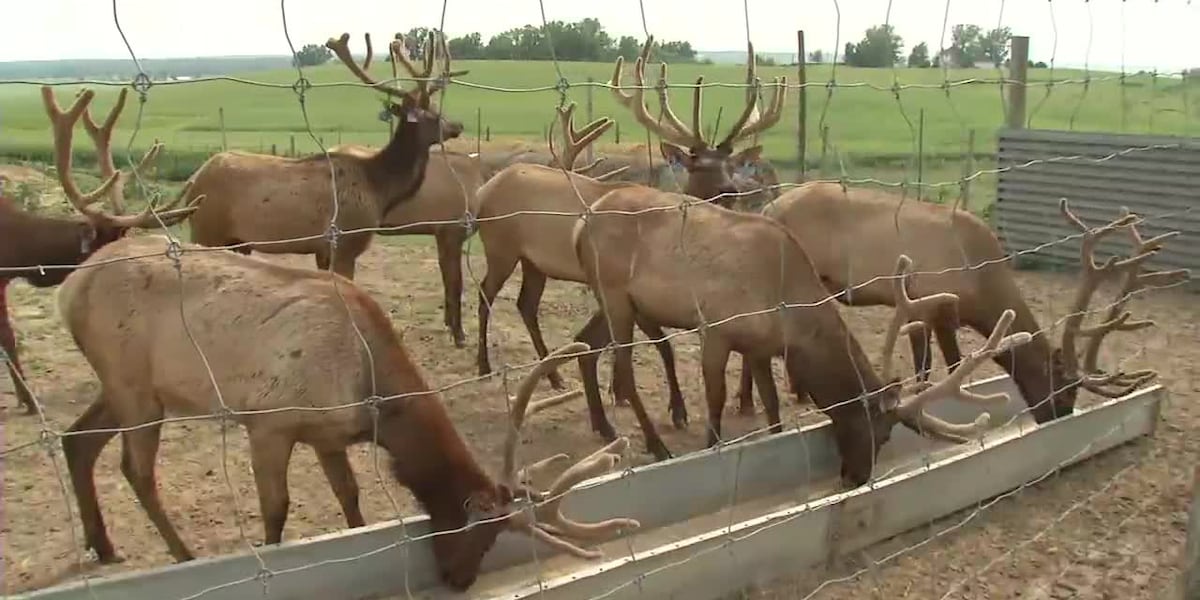 Our Town: Ely family farm has some surprises out in the pasture [Video]