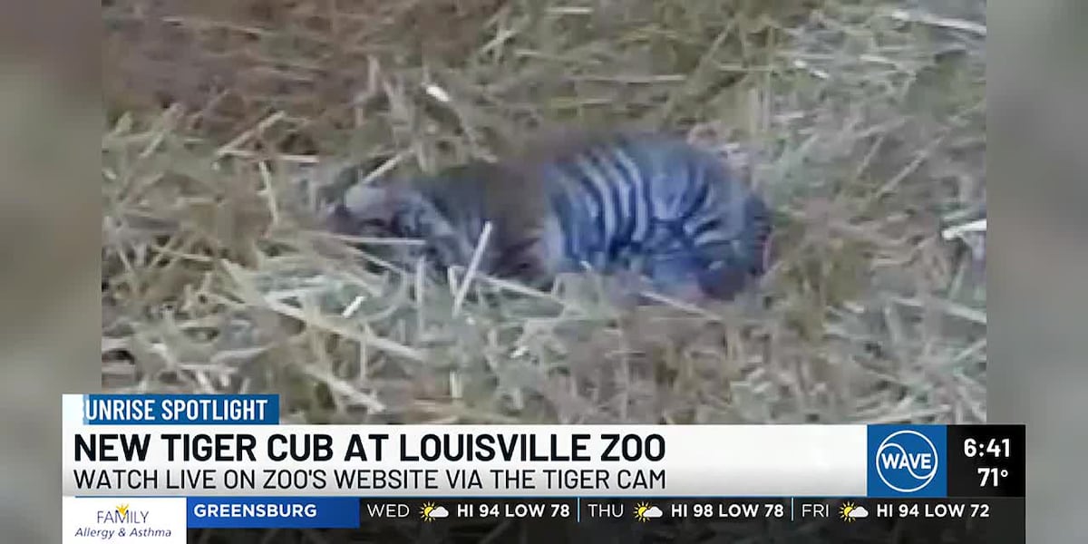 Louisville Zoo celebrates rare birth of Sumatran tiger cub for first time in 20 years [Video]