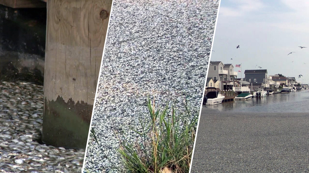 Jersey Shore town suffers from stink raised by thousands of dead fish [Video]