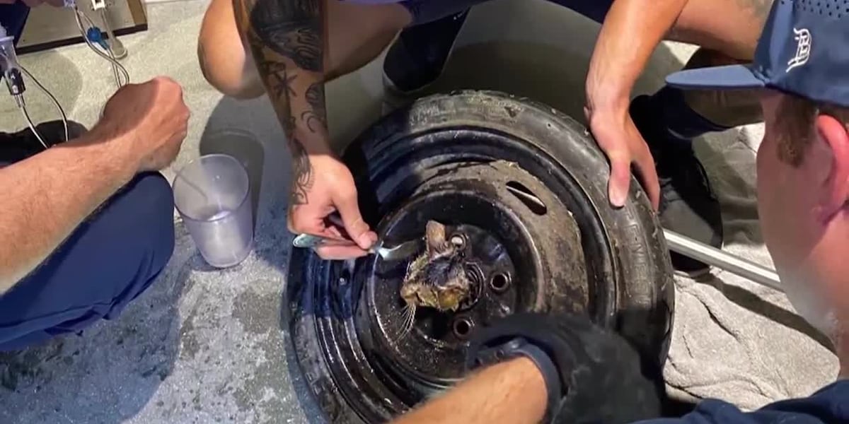 Kitten rescued by firefighters after getting its head stuck in a spare tire [Video]