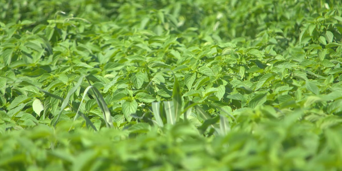 Southern Kentucky is home to a crop you dont typically see grow in the U.S. [Video]