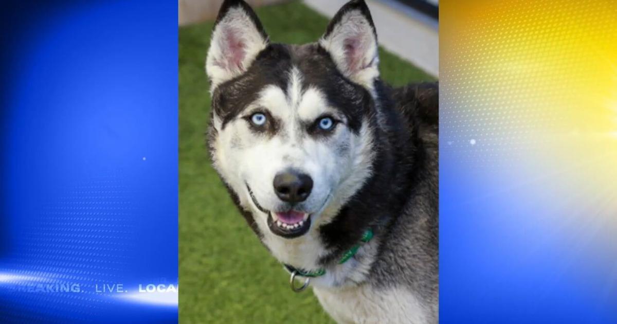 Pet of the Week: Clifton | Video