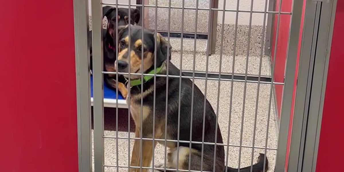 PACC is set to impound more than 100 large dogs [Video]