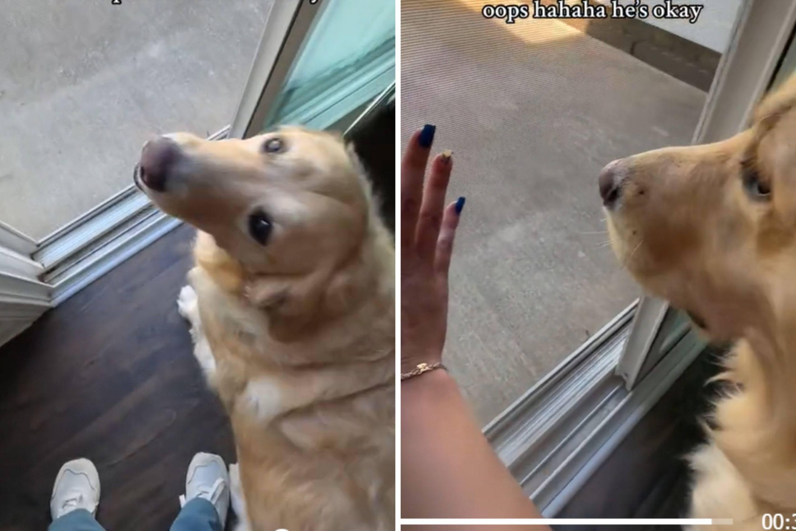 Apartment Dog Gets First HouseBut Has No Idea How a Screen Door Works [Video]