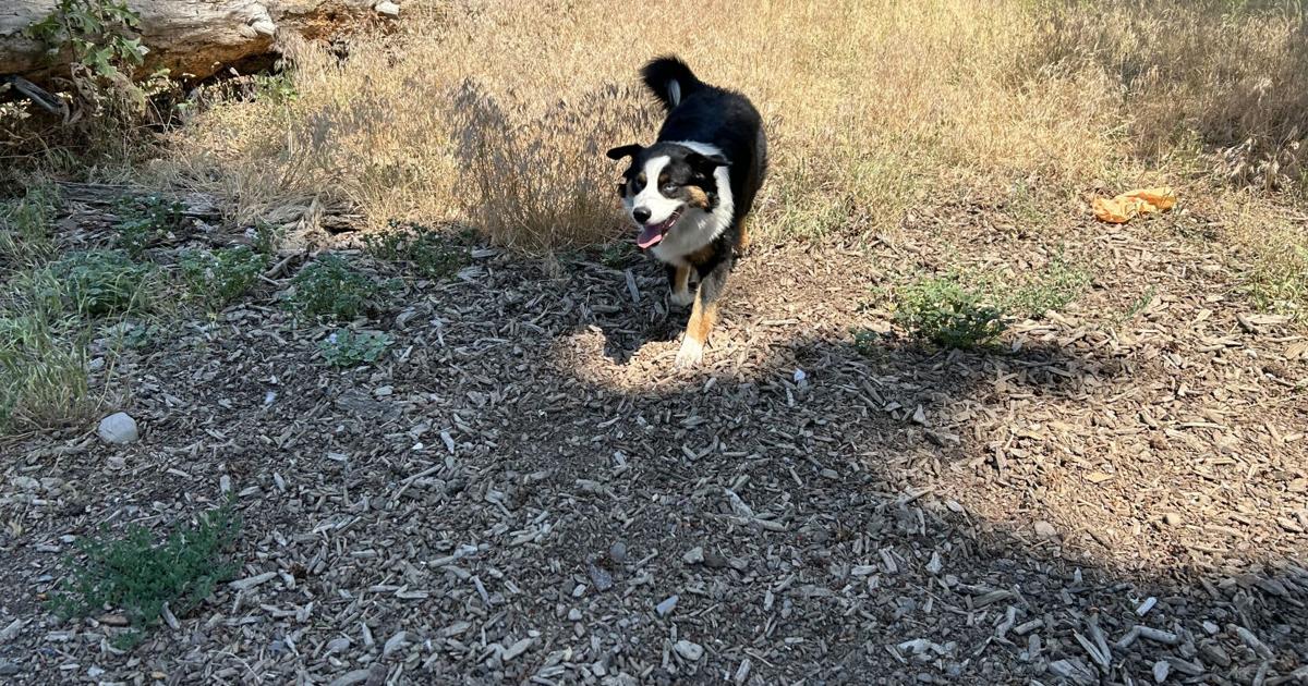 High Bridge Dog Park temporary closing next week, residents already eagerly awaiting improvements | News [Video]