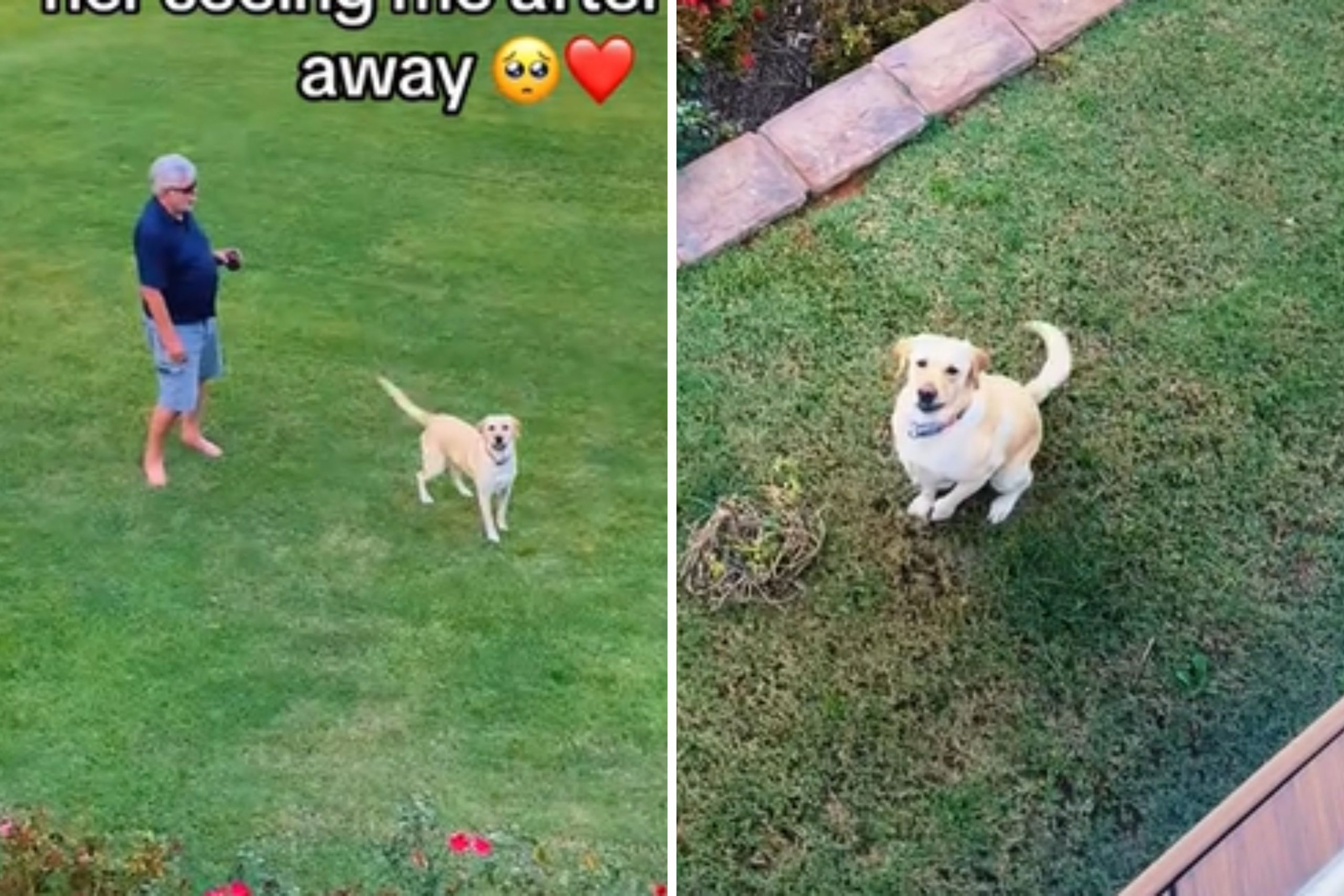 Watch ‘Best Friend’ Labrador’s Reaction to Seeing Owner After 2 Days Apart [Video]