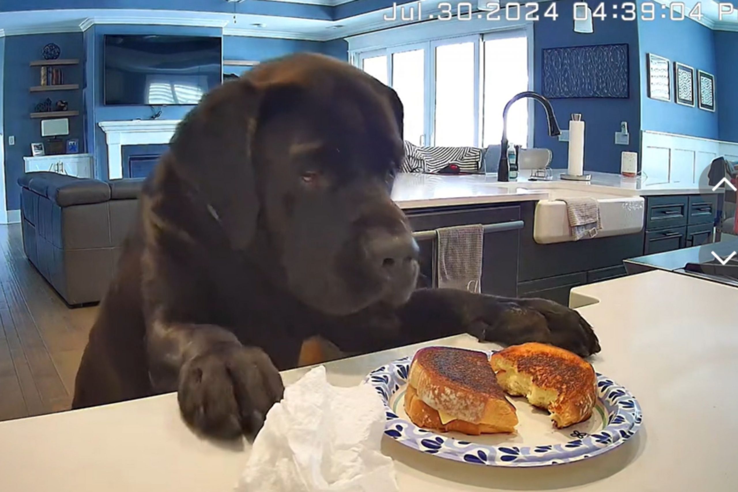 Dog Seizes Moment As Owner Leaves Grilled Cheese Unattended: ‘Thanks Mom!’ [Video]