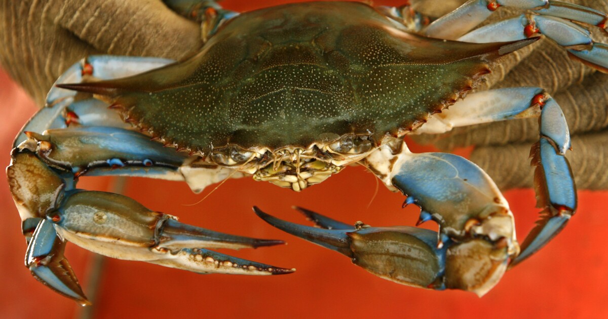 Cecil County man charged with stealing live crabs [Video]