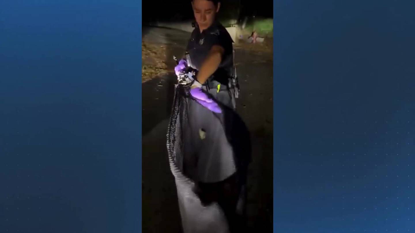 Officers remove bat from Cape Cod home  Boston 25 News [Video]