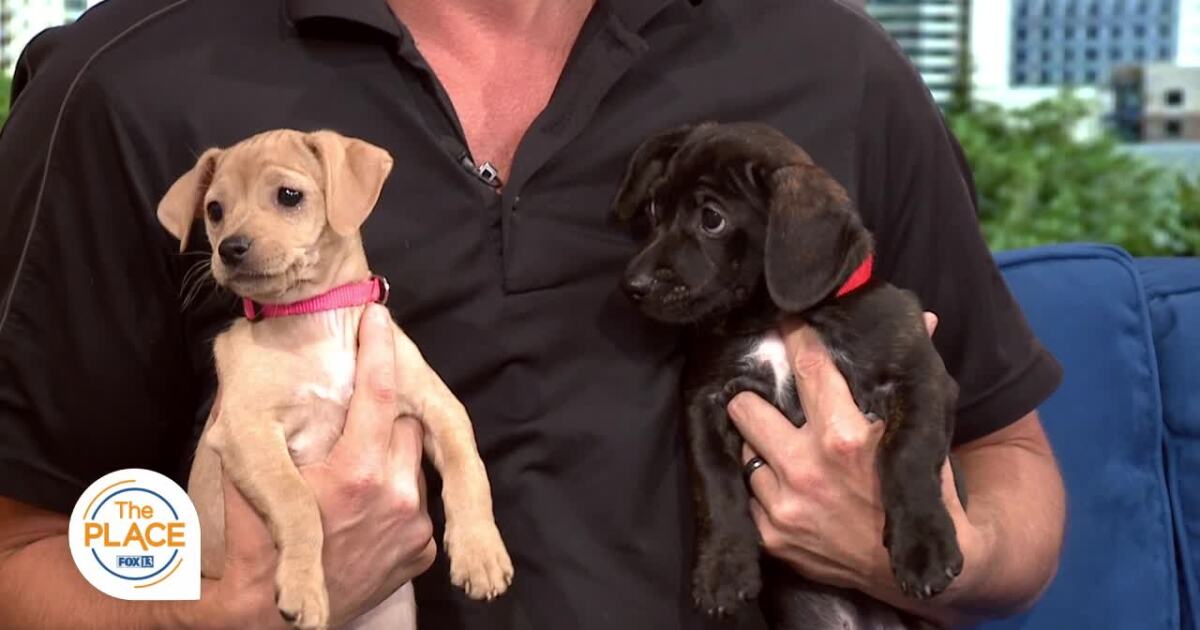 We have not 1, 2 or even 3… but 7 Pets of the Week [Video]