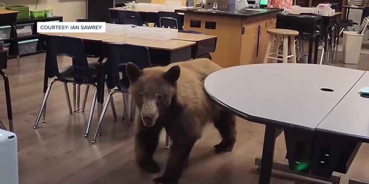 Teacher setting up her classroom gets unexpected visit from a bear [Video]