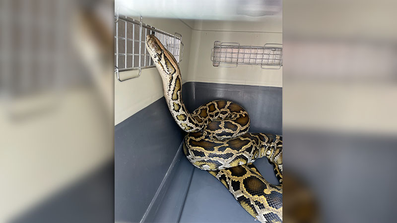 Python found under Greensboro car finds forever home [Video]