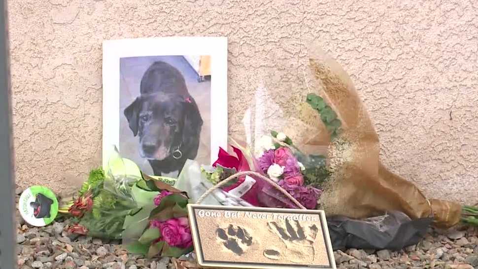 Service dog found dead after days of searching [Video]