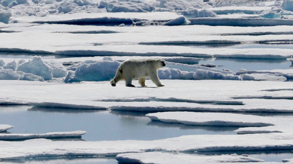 Nunavut: Polar bears kill worker [Video]