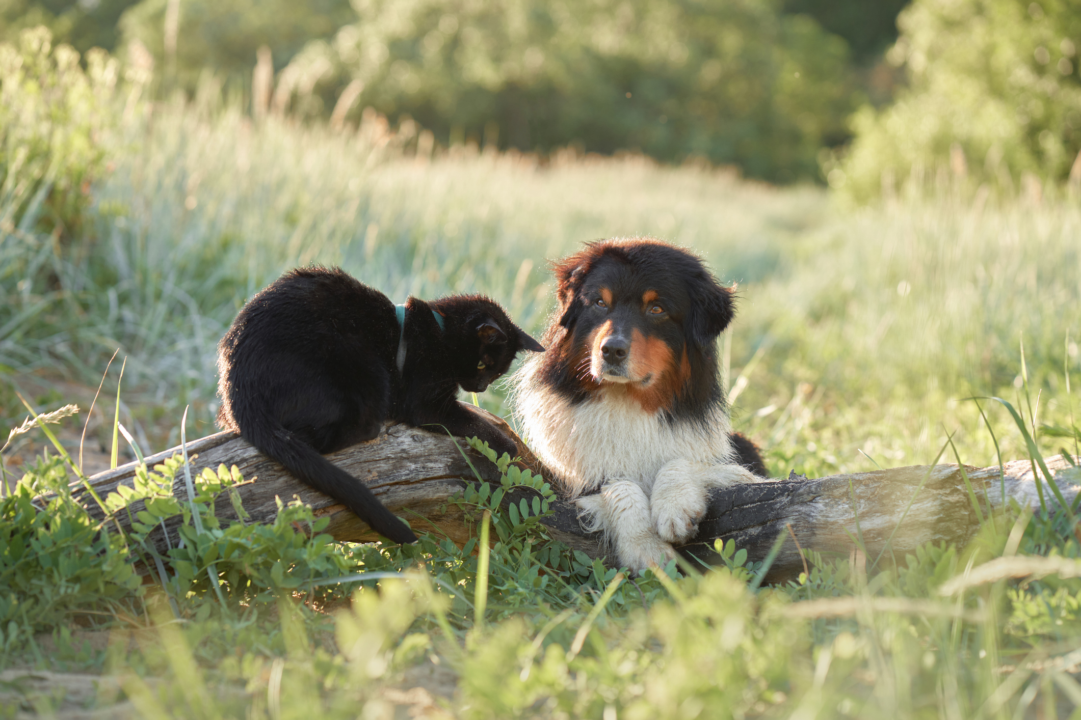 Hilarious Moment Working Dog Tries To Herd Cat Inside [Video]