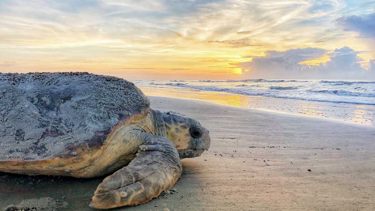 Sea turtle strandings on the rise; Congress might create fund to help [Video]