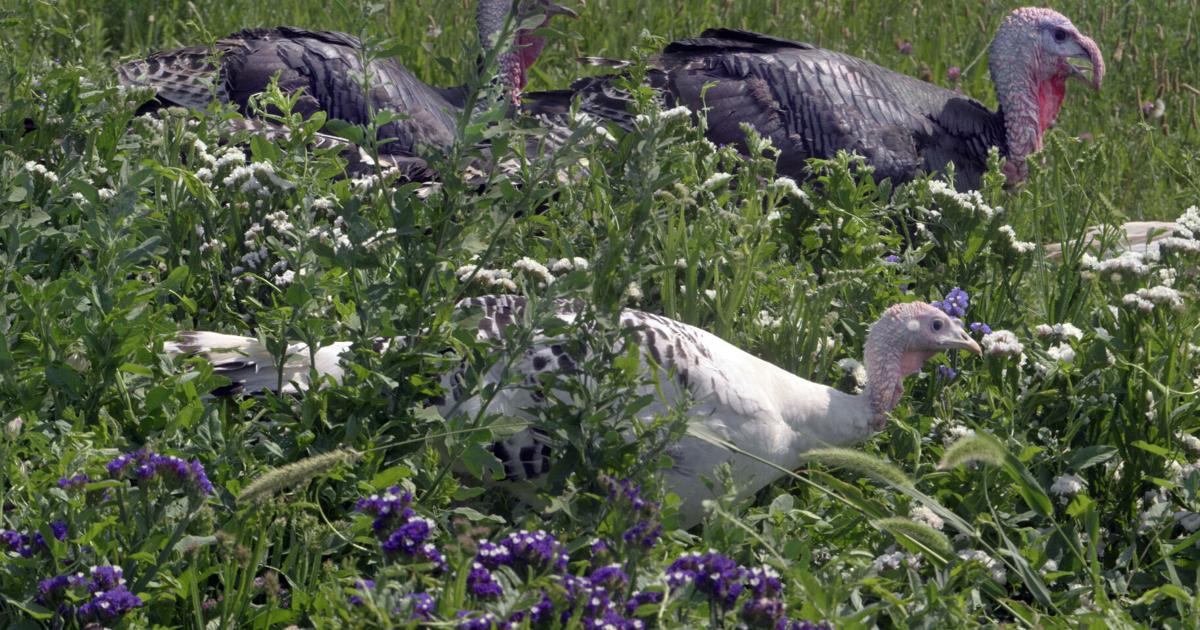 How CO farmers turned to birds to combat ‘hopperpocalypse’ | Lifestyle [Video]