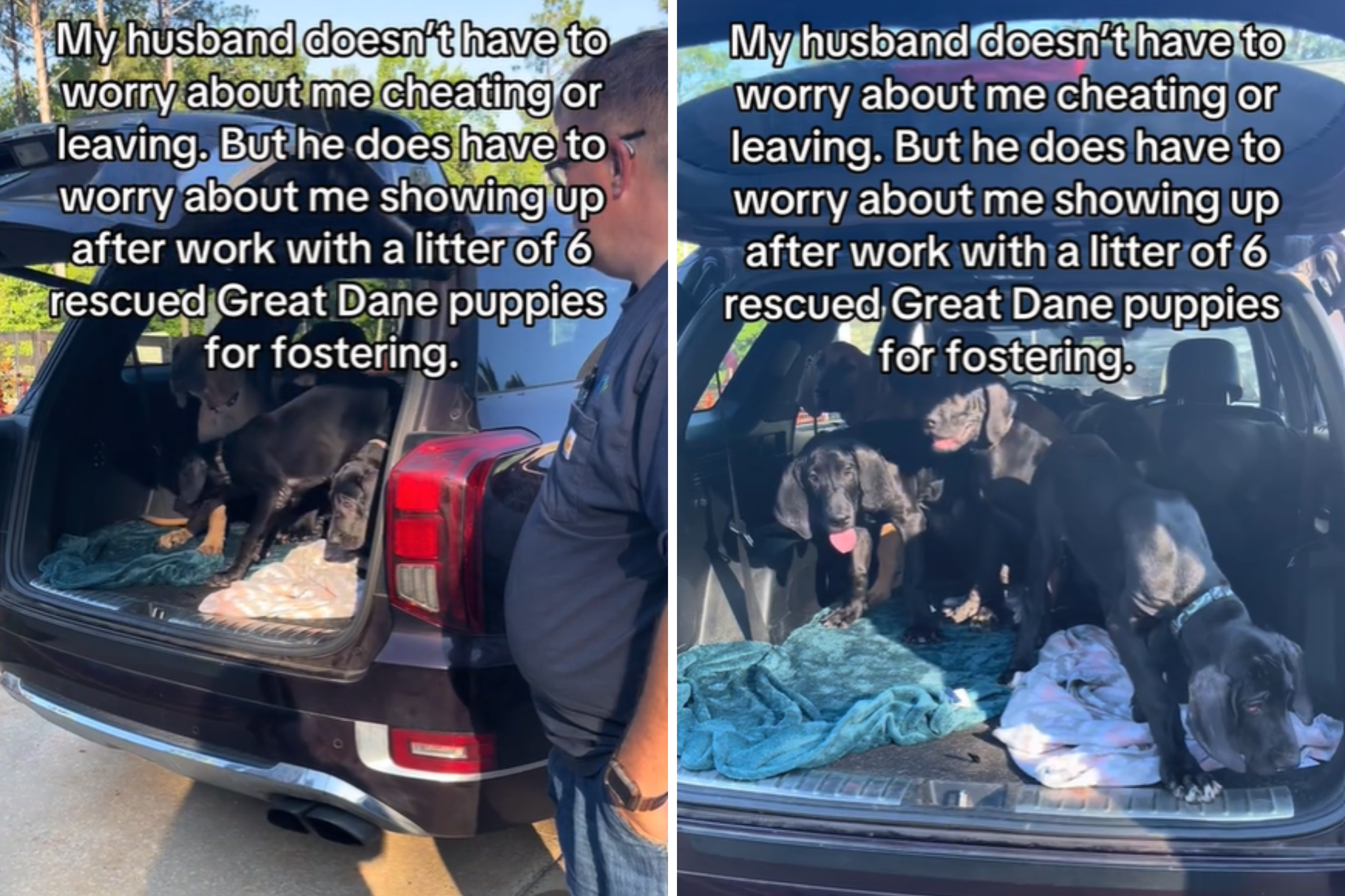 Woman Surprises Husband With Not One, but 6 Great Dane Puppies [Video]