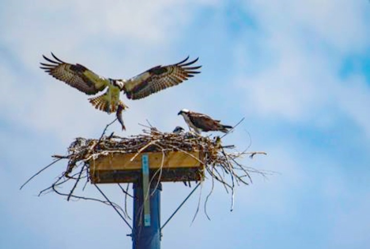 NB Power cites ospreys for sunny day outages [Video]