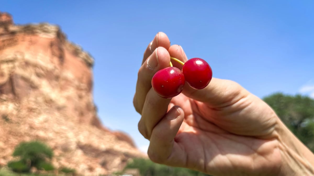 Utahs Capitol Reef working to save historic fruits [Video]