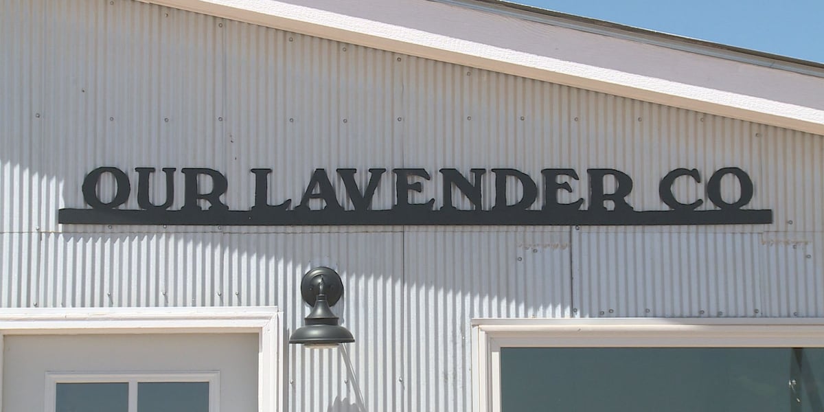 Lavender Farm near Big Springs continues to delights visitors [Video]