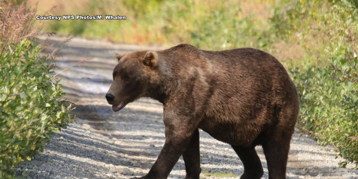 Wheres Otis the bear? Fans of Katmai cam bruin are concerned [Video]