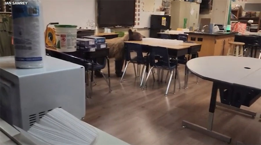 You have to see this! Bear breaks into school classroom as teacher is preparing for school year [Video]