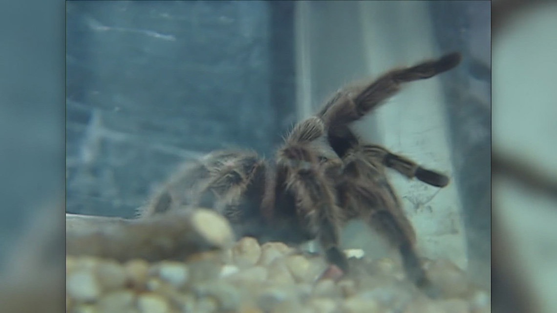 Thousands of tarantulas will emerge out of their homes in Colorado [Video]