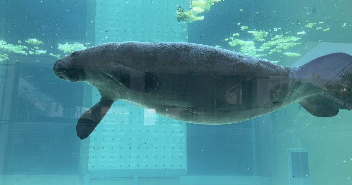 Clearwater Marine Aquarium opens new manatee rehabilitation center [Video]