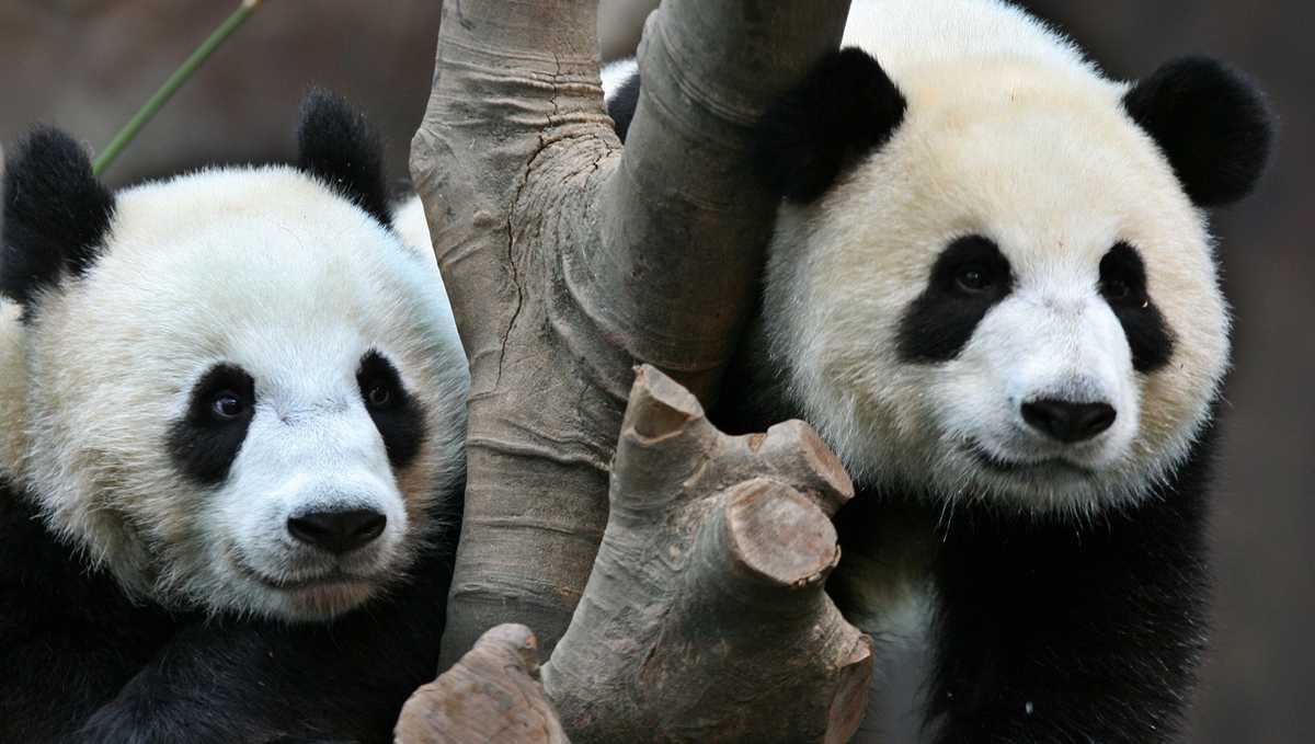 Oldest first-time panda mom gives birth to twins [Video]