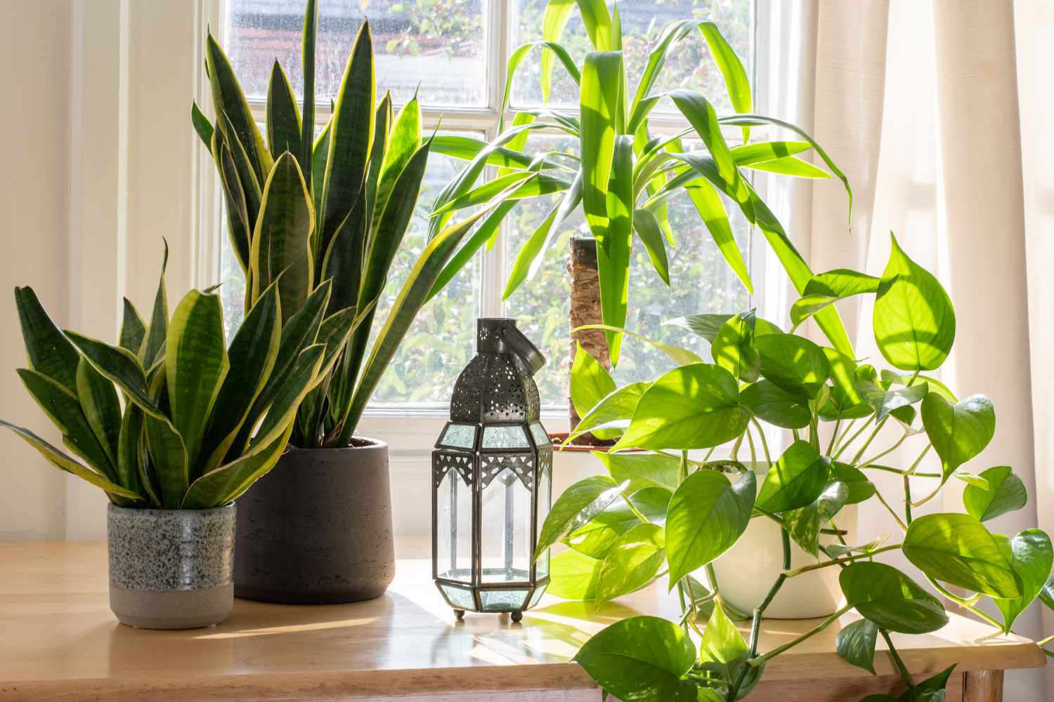 10 Best Beginner Houseplants [Video]