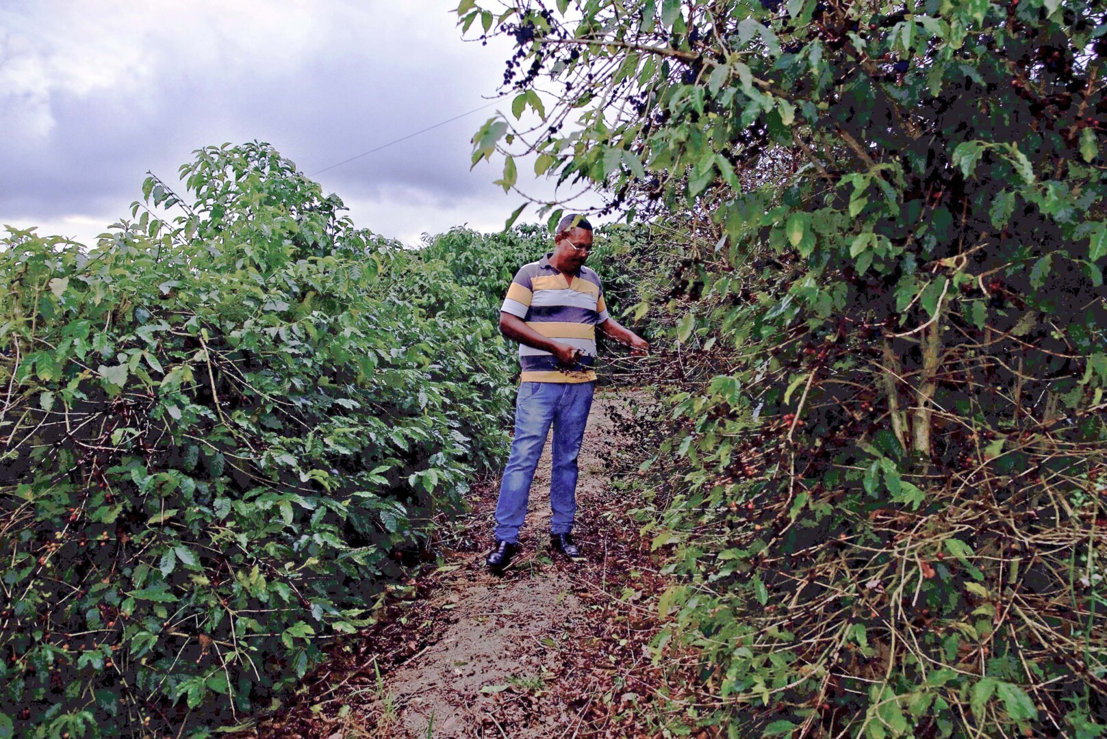 The Human Cost of Coffee: Rescuing slave workers in Brazils farms | Documentary [Video]