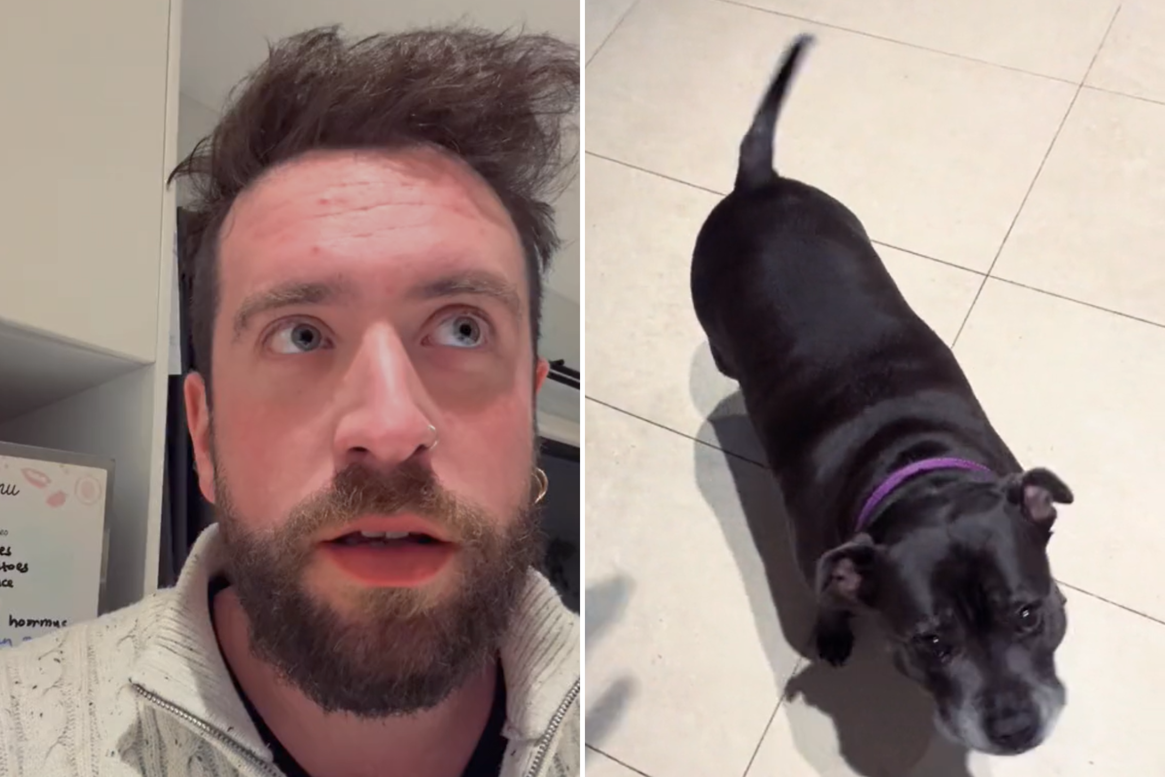 Owner Reveals Only Thing That Wakes Sleeping Dog: ‘She Knows’ [Video]